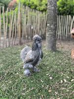 GRATIS: Jungen Silkie Hahn zu verschenken