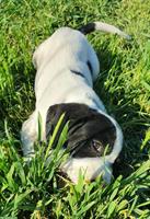 Welpe Georgi sucht sein Forever - Home