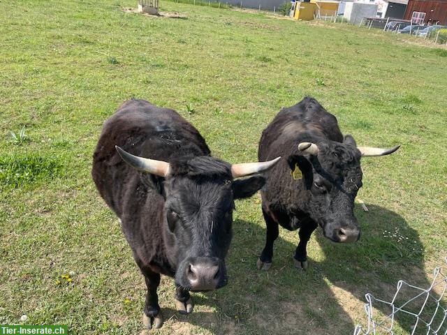 2 Dexter Rinder suchen guten Platz