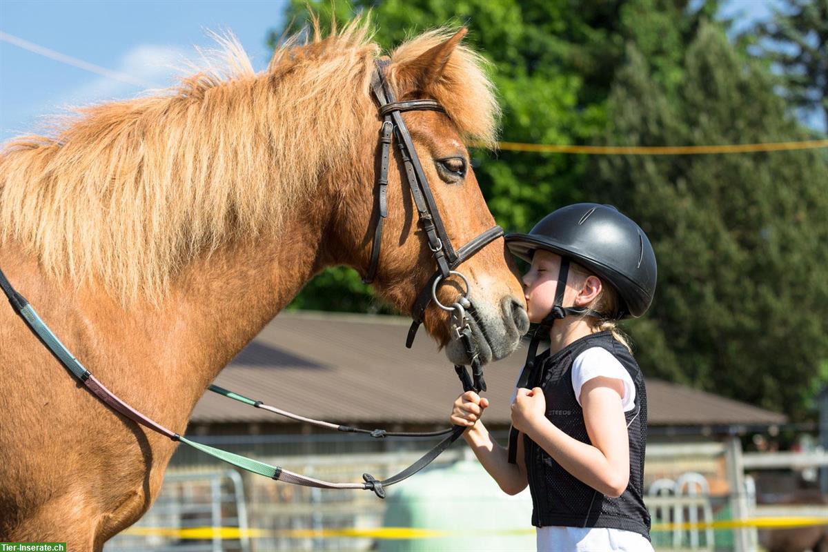 Sommerferienjob mit Kinder und Tieren - Pony, Ziegen, 1 Hund