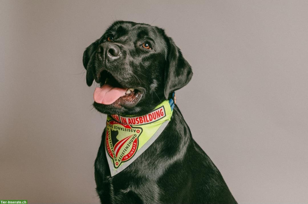 Bild 3: Labrador Deckrüde mit Ahnentafel