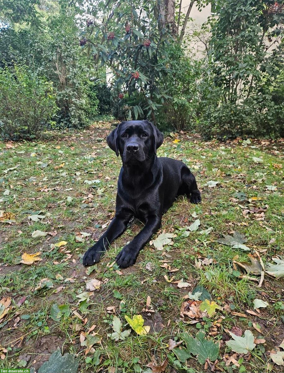 Bild 4: Labrador Deckrüde mit Ahnentafel