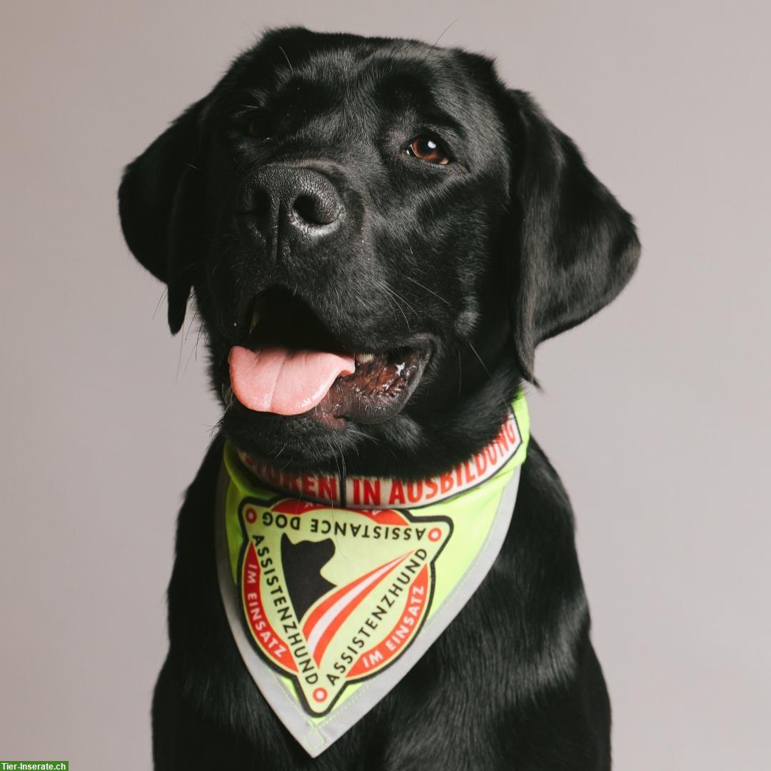 Bild 5: Labrador Deckrüde mit Ahnentafel