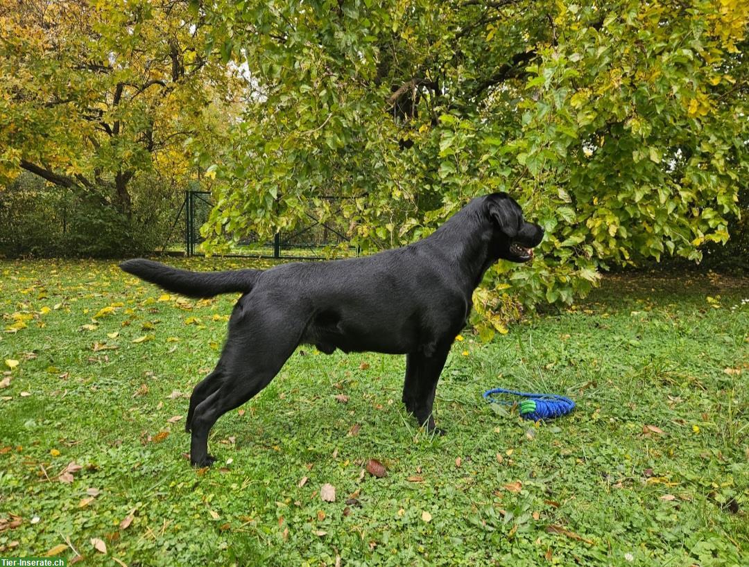 Bild 6: Labrador Deckrüde mit Ahnentafel