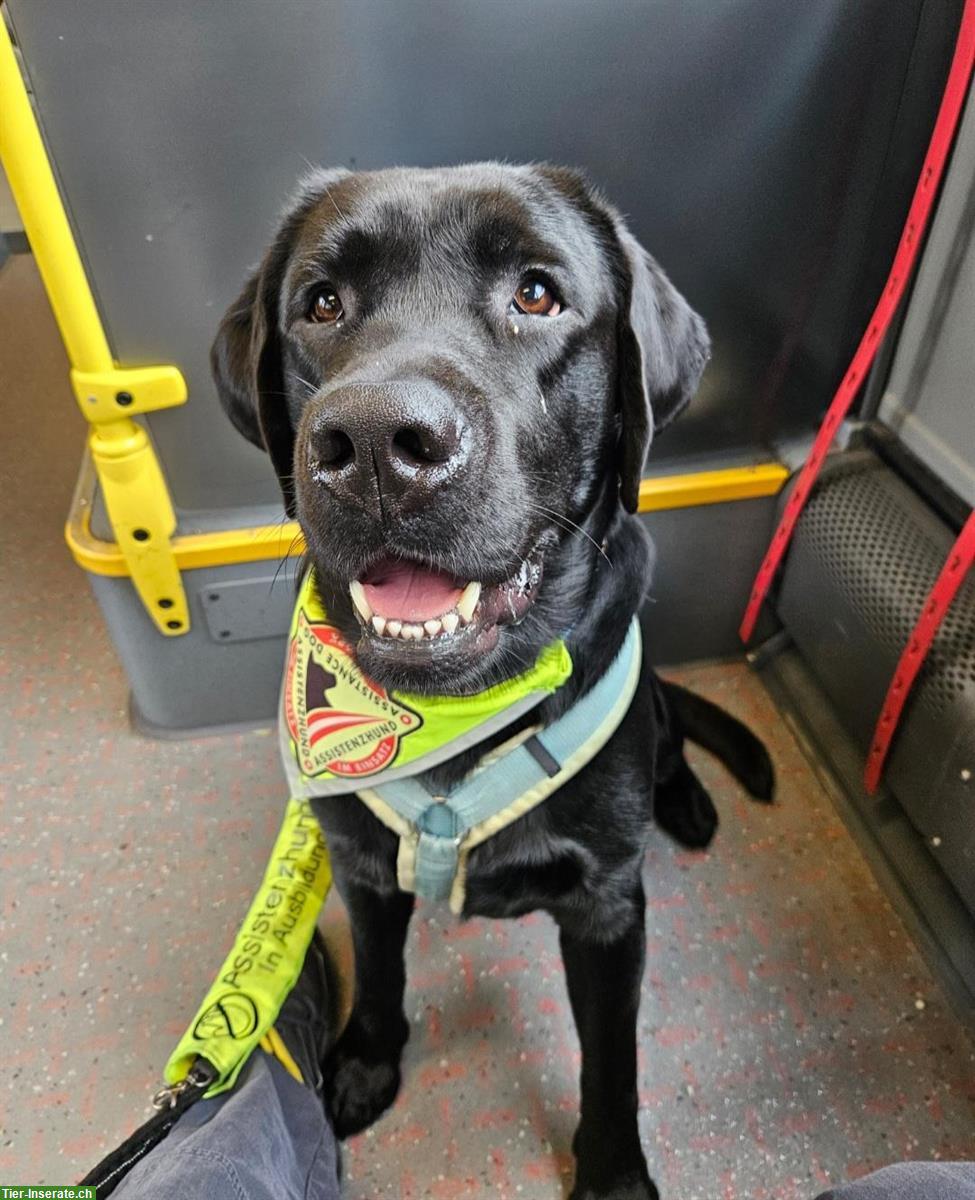 Bild 7: Labrador Deckrüde mit Ahnentafel