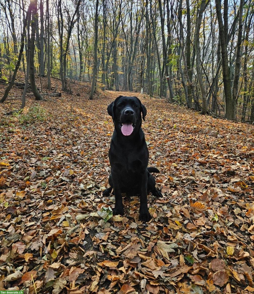 Bild 8: Labrador Deckrüde mit Ahnentafel