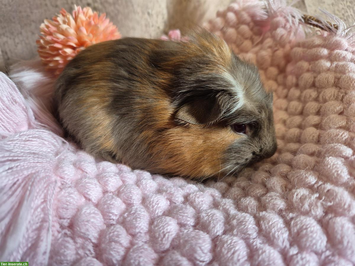 Süsses crested Meerschweinchen Weibchen