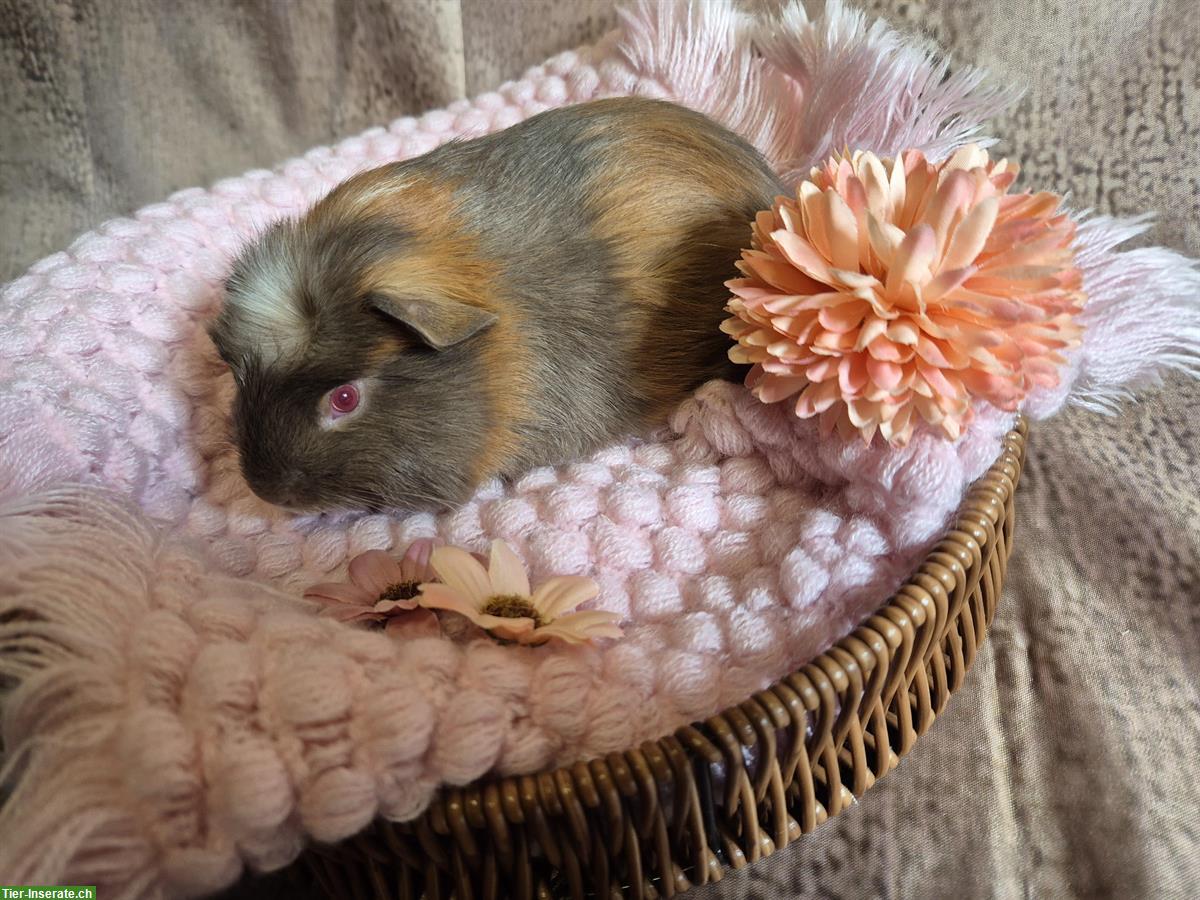 Bild 3: Süsses crested Meerschweinchen Weibchen