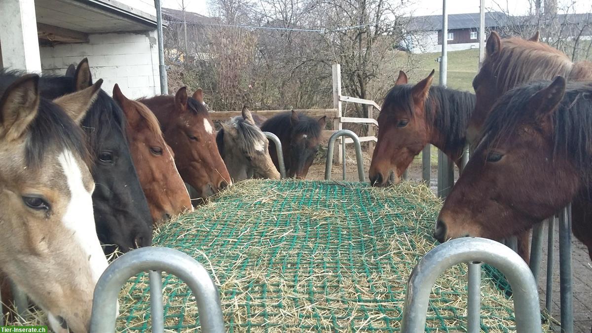 Freie Plätze auf Hengst-Fohlenweide im ZH-Oberland