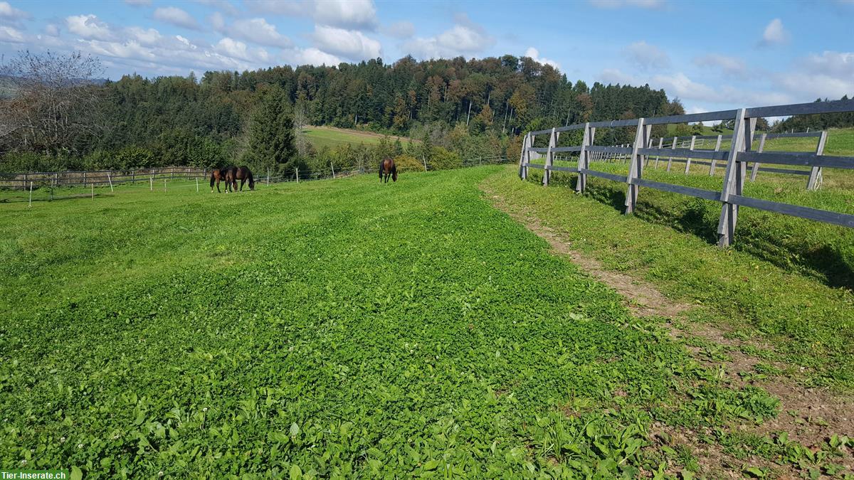 Bild 4: Freie Plätze auf Hengst-Fohlenweide im ZH-Oberland