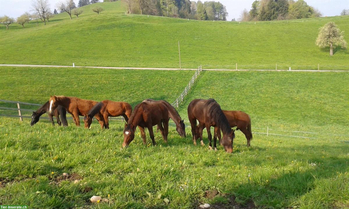 Bild 5: Freie Plätze auf Hengst-Fohlenweide im ZH-Oberland