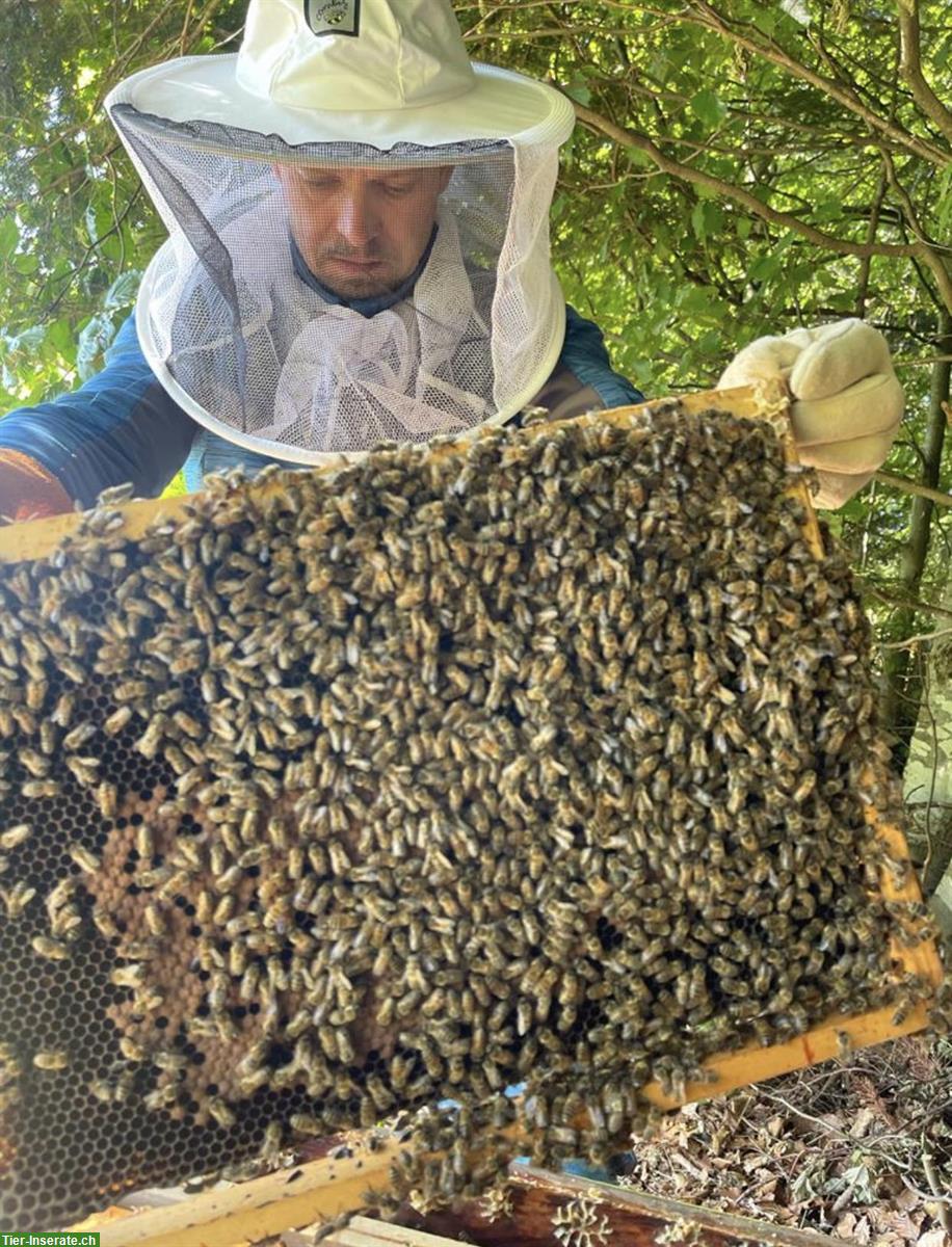 Carnica-Bienenvolk mit Zubehör zu verkaufen