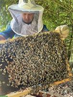 Carnica-Bienenvolk mit Zubehör zu verkaufen
