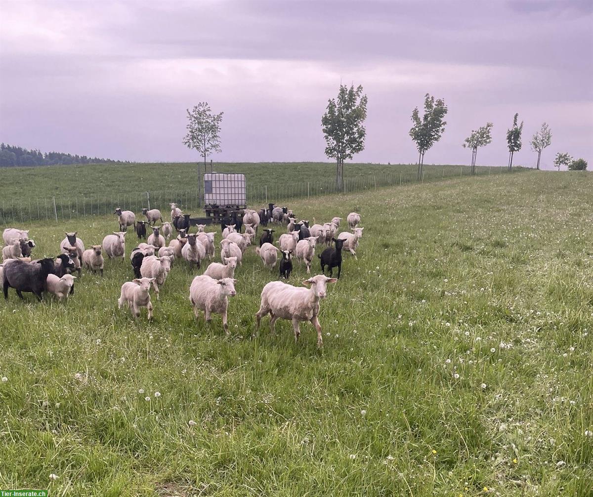 Diverse Schafe von Biobetrieb zu verkaufen
