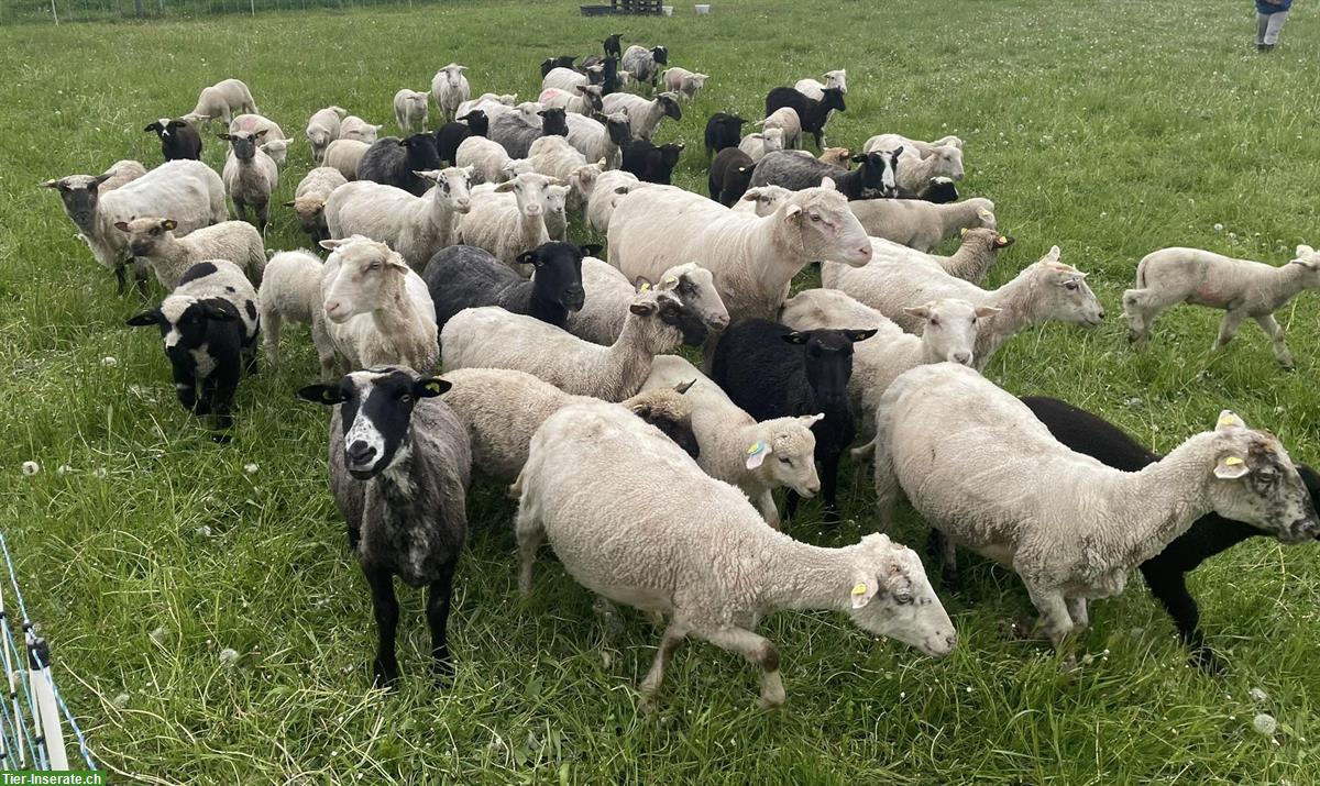 Bild 3: Diverse Schafe von Biobetrieb zu verkaufen