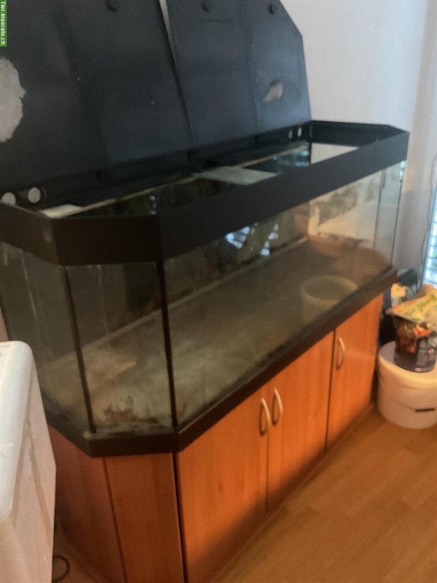 Bild 2: GRATIS: Aquarium 150x50x50cm mit Möbel ca. 350 Liter