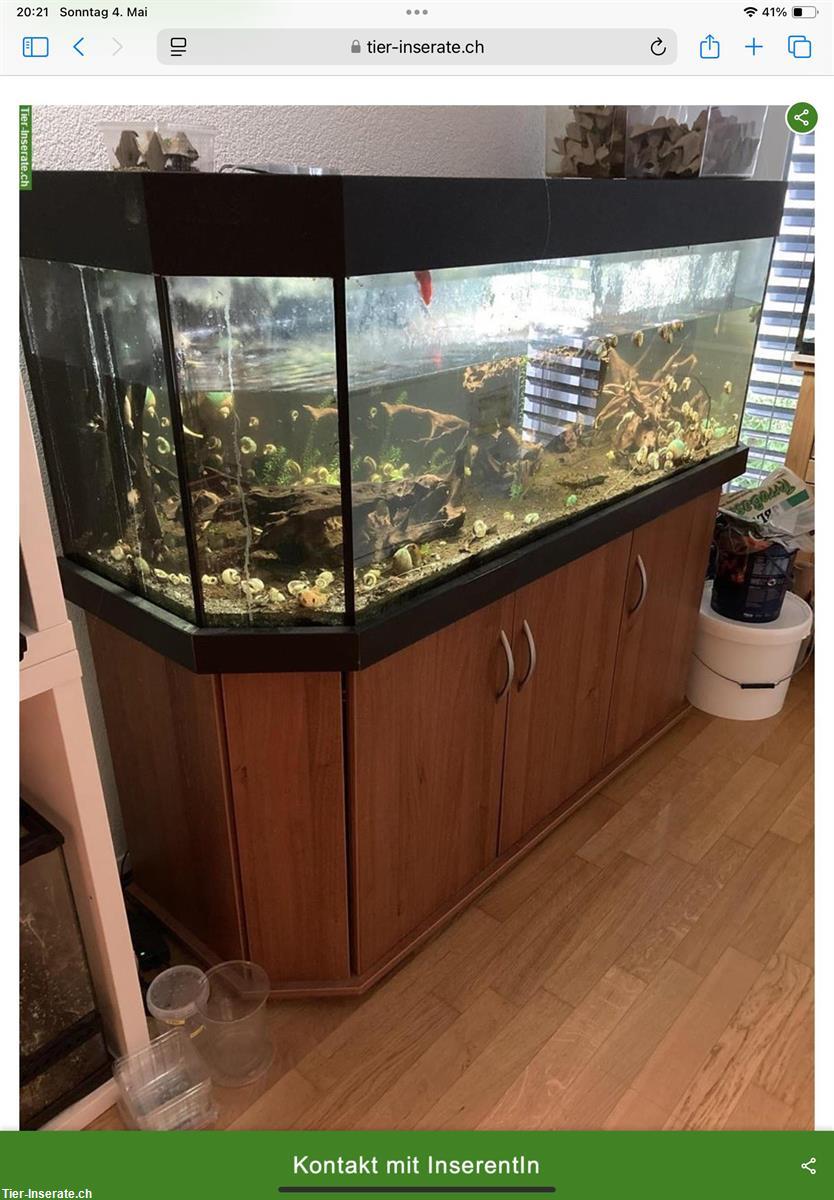 Bild 3: GRATIS: Aquarium 150x50x50cm mit Möbel ca. 350 Liter