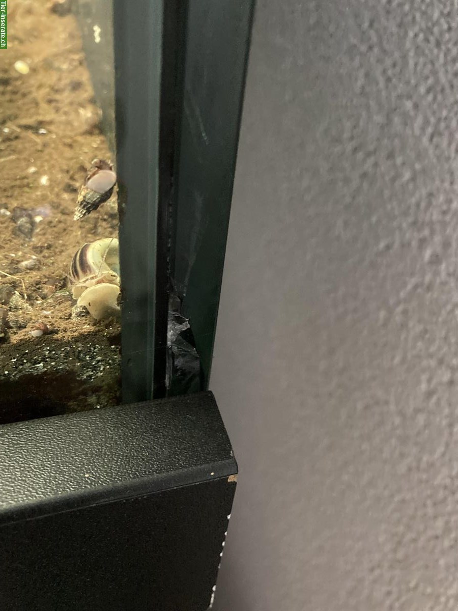 Bild 4: GRATIS: Aquarium 150x50x50cm mit Möbel ca. 350 Liter