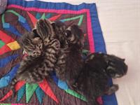 Wunderschönes Tigerli Kätzchen Quartett
