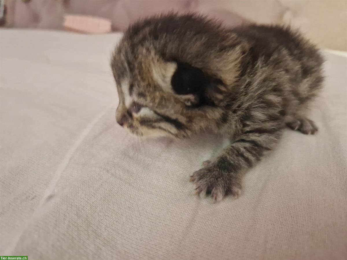 Bild 2: Wunderschönes Tigerli Kätzchen Quartett