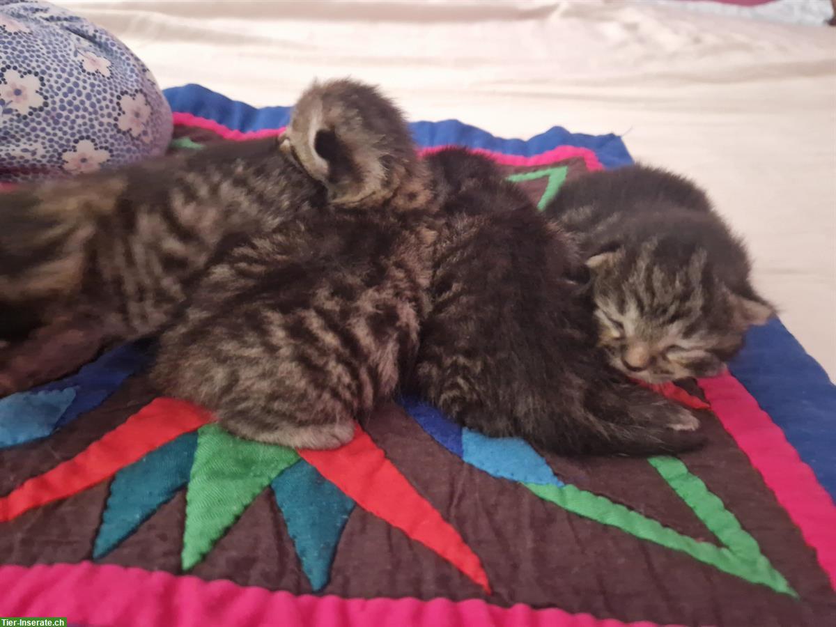 Bild 6: Wunderschönes Tigerli Kätzchen Quartett