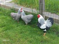 Deutsche Zwerg Wyandotten, 2 Hennen + 1 Hahn