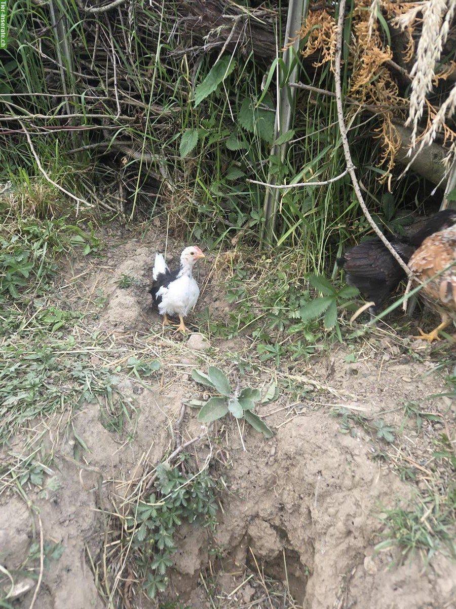 GRATIS: Serama Hahn sucht Hühnerschar