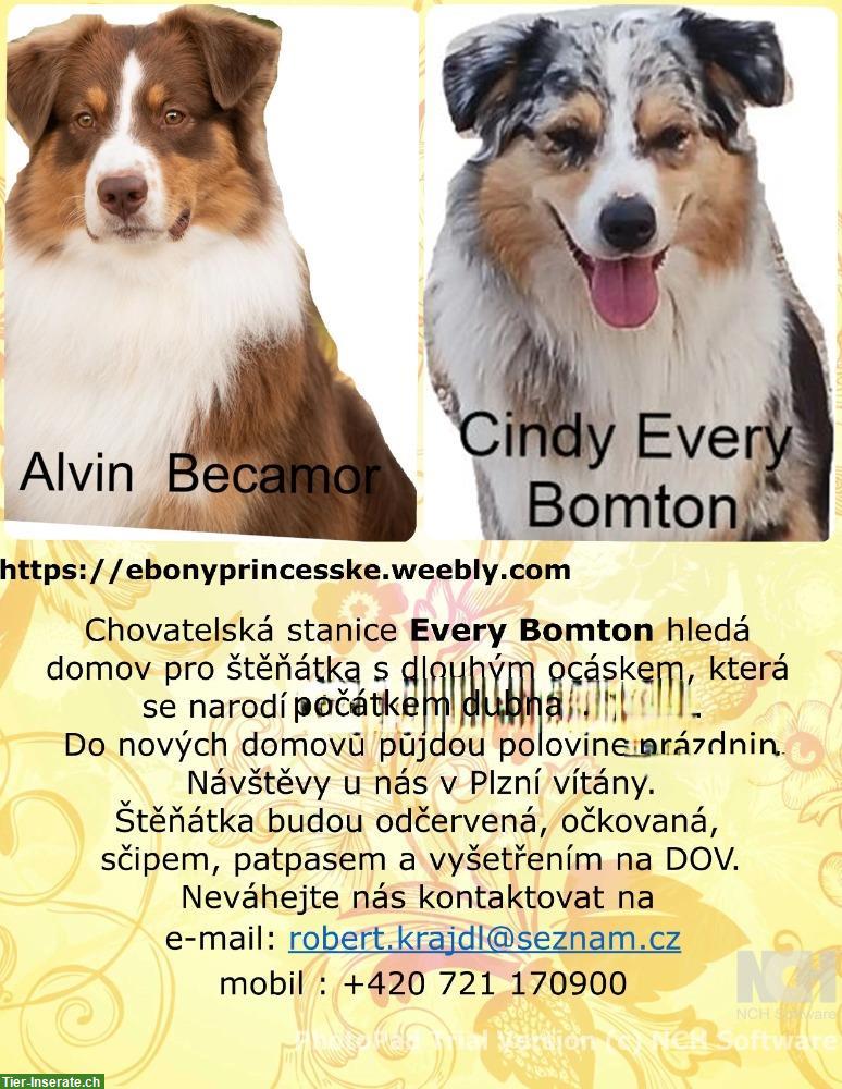 Australian Shepherd Welpe, Rüde mit FCI-Papieren