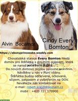 Australian Shepherd Welpe, Rüde mit FCI-Papieren