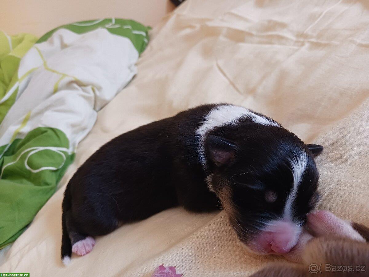 Bild 2: Australian Shepherd Welpe, Rüde mit FCI-Papieren