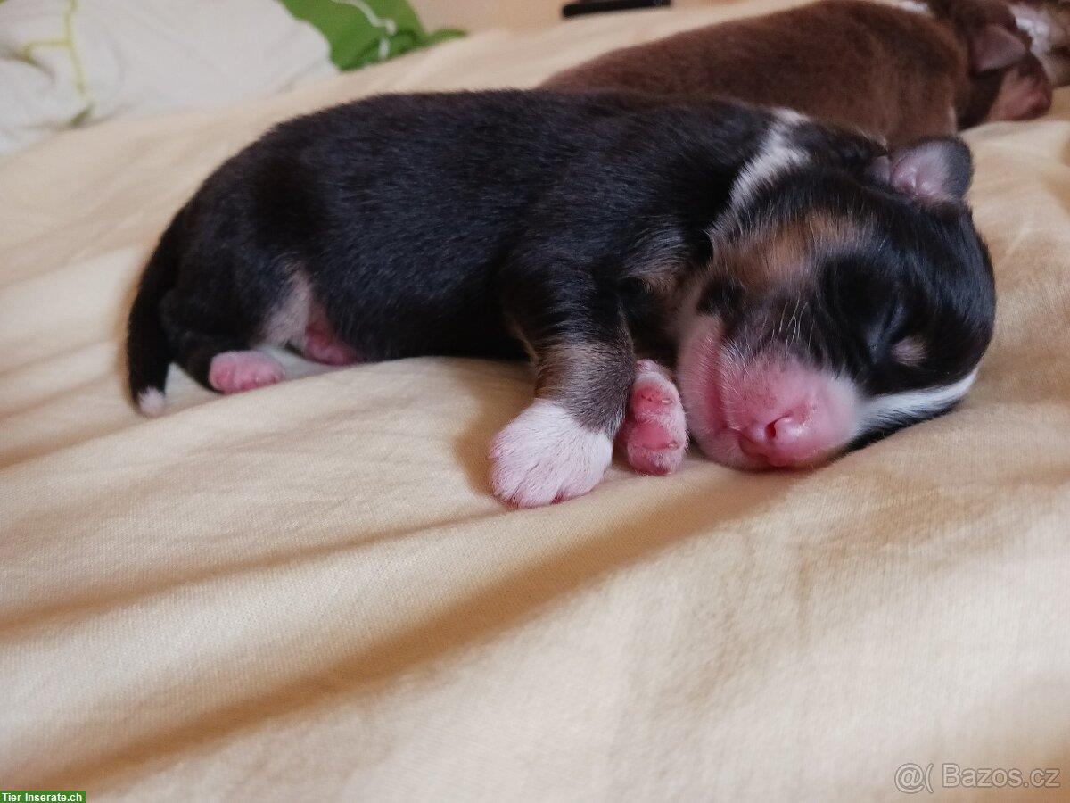 Bild 3: Australian Shepherd Welpe, Rüde mit FCI-Papieren
