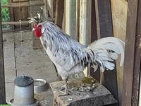 Appenzeller Spitzhauben Hahn abzugeben