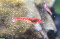 Riesige Zuchtgruppe Rote Hawaii Garnelen - Halocaridina rubra