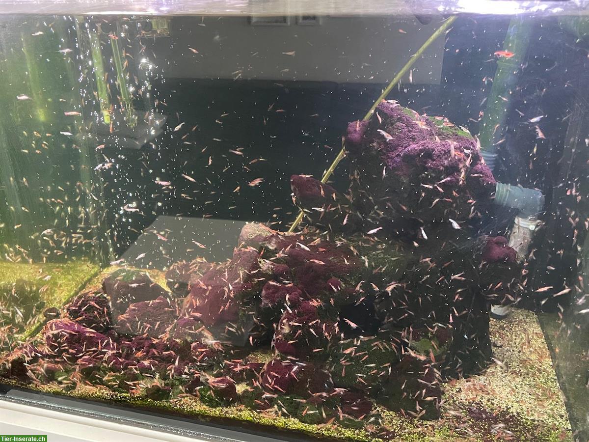 Bild 2: Riesige Zuchtgruppe Rote Hawaii Garnelen - Halocaridina rubra