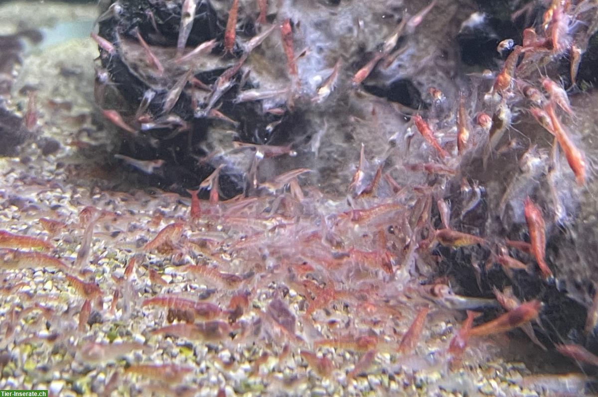 Bild 3: Riesige Zuchtgruppe Rote Hawaii Garnelen - Halocaridina rubra