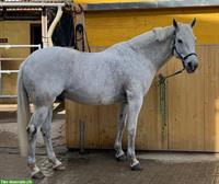 Suche Reitbeteiligung in Altavilla – Murten FR