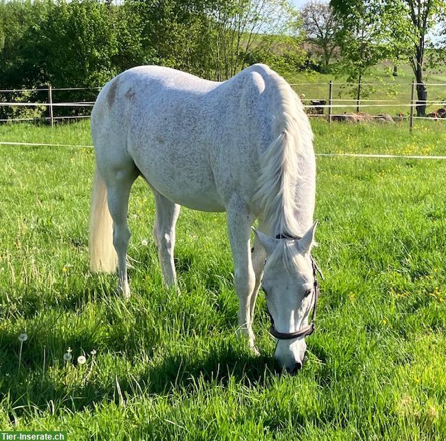 Bild 4: Biete Reitbeteiligung in Altavilla – Murten FR
