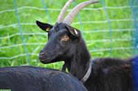 2 Nera Verzasca Ziegen, 3-jährig zu verkaufen