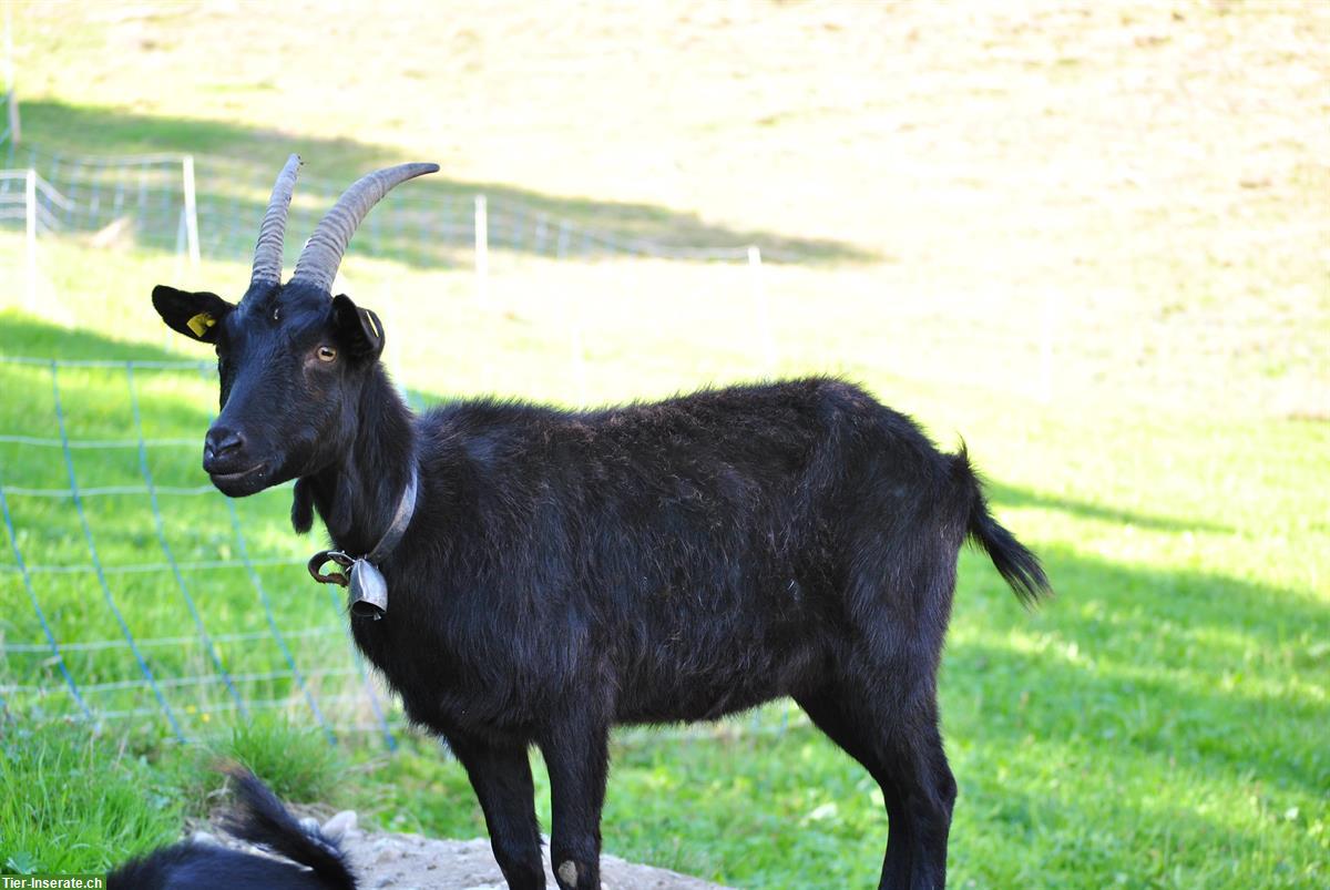 Bild 2: 2 Nera Verzasca Ziegen, 3-jährig zu verkaufen