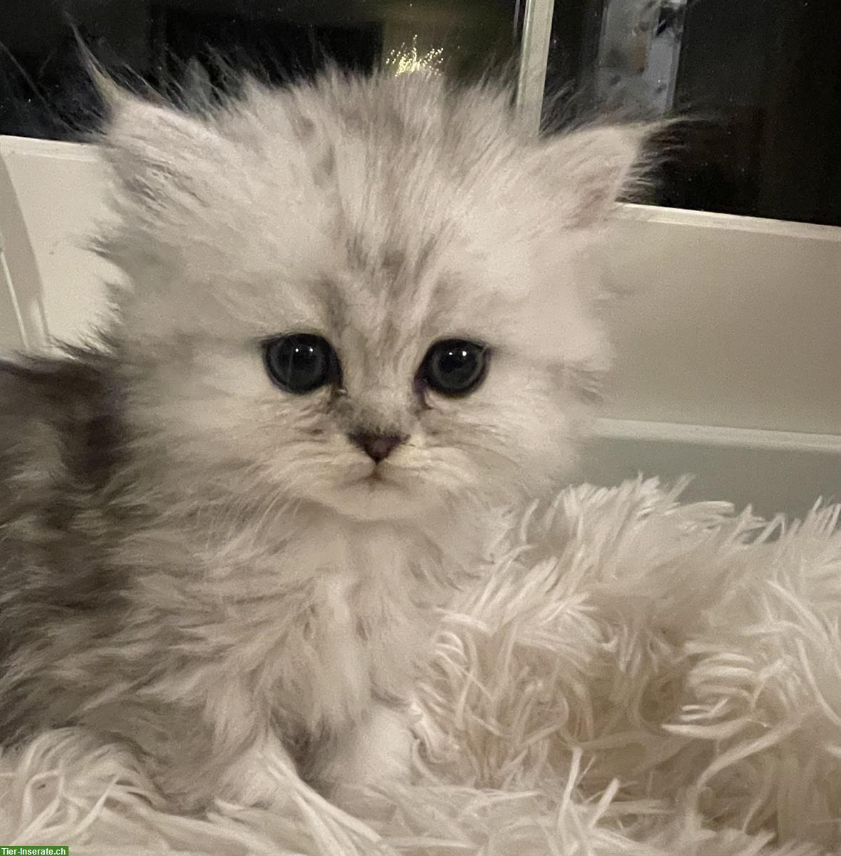 Bild 4: Chinchilla Perser Kitten zu verkaufen