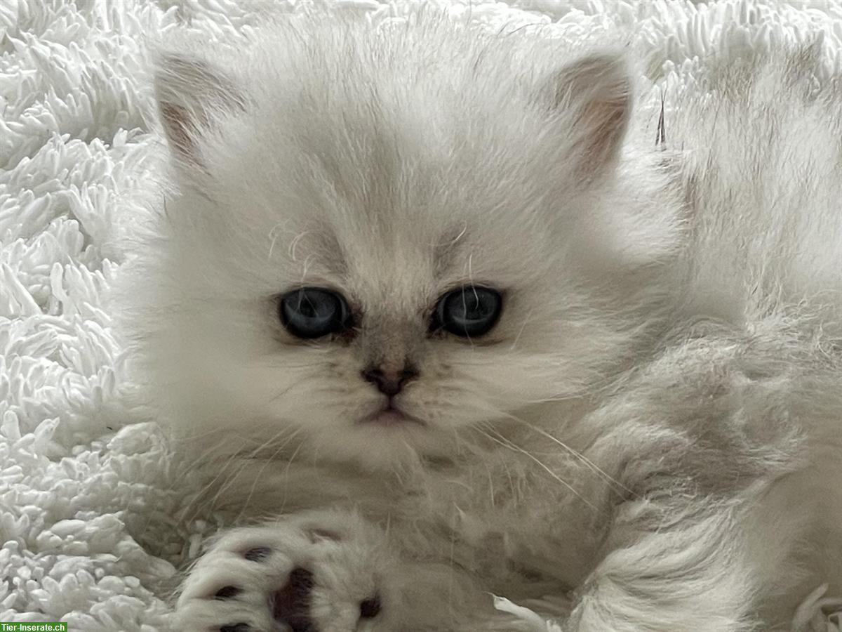 Bild 6: Chinchilla Perser Kitten zu verkaufen