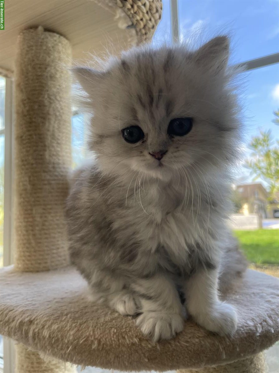 Bild 7: Chinchilla Perser Kitten zu verkaufen