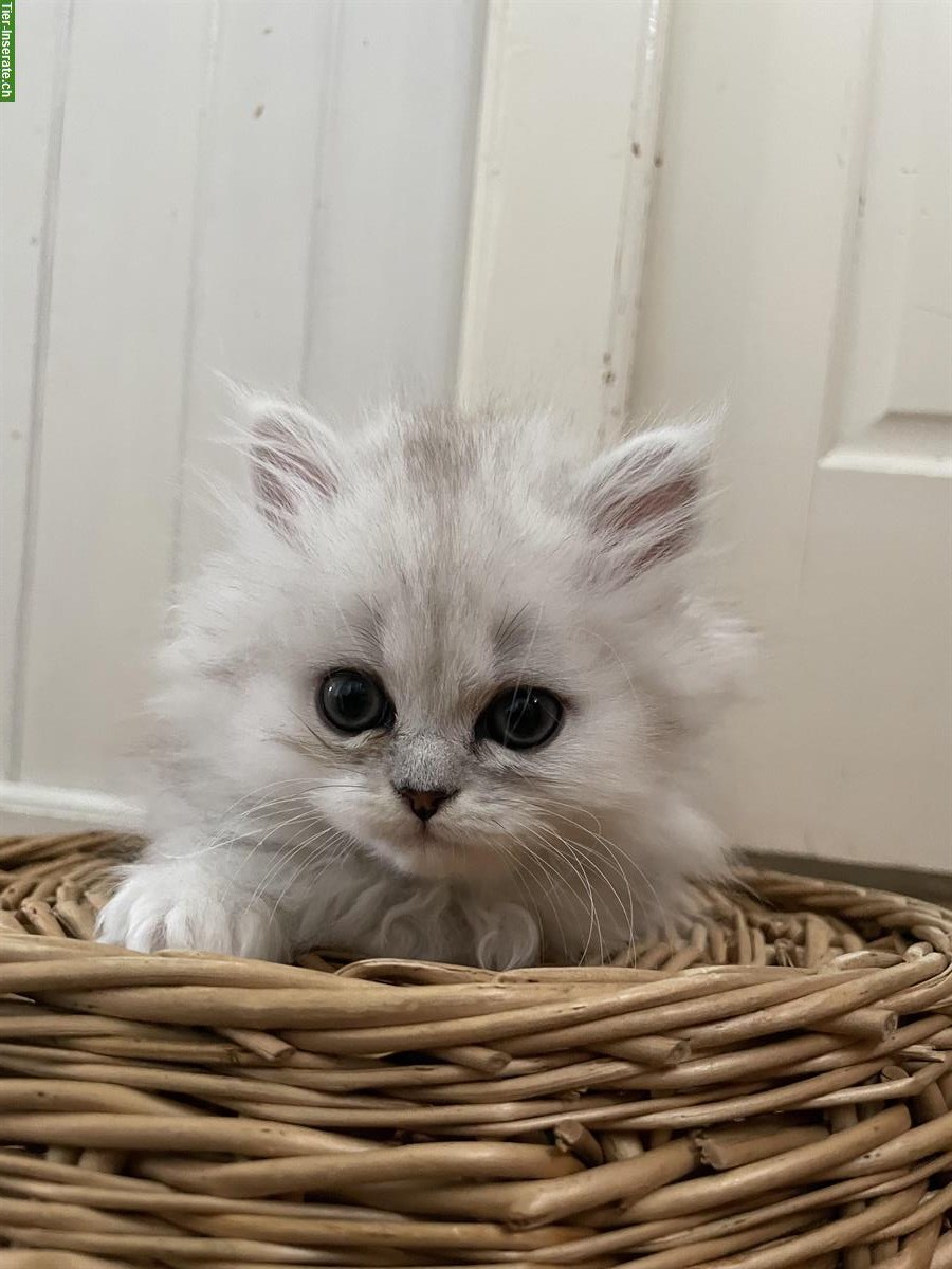 Bild 8: Chinchilla Perser Kitten zu verkaufen