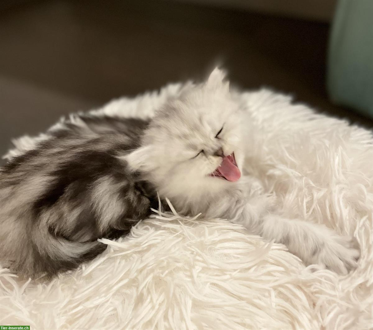Bild 9: Chinchilla Perser Kitten zu verkaufen