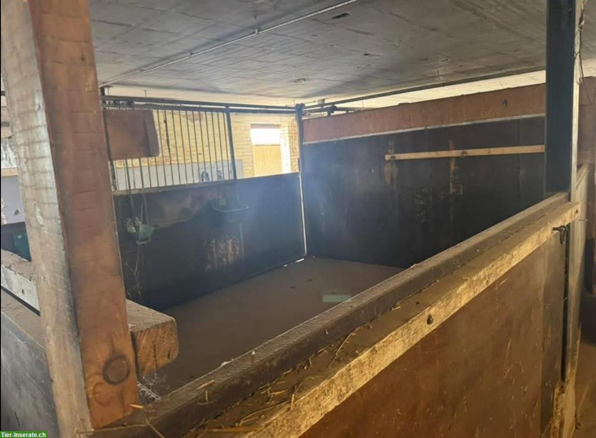 Bild 8: Vermieten großzügige Selbstversorgerboxen, 4562 Biberist SO