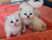 Zauberhafte Ragdoll Kitten suchen bald liebevolles Zuhause