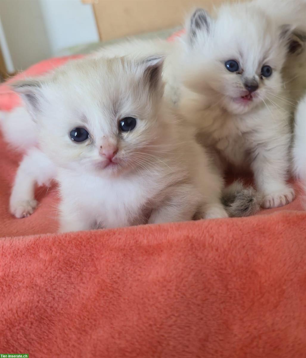 Bild 2: Zauberhafte Ragdoll Kitten suchen bald liebevolles Zuhause