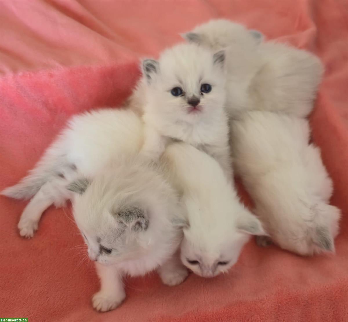 Bild 3: Zauberhafte Ragdoll Kitten suchen bald liebevolles Zuhause