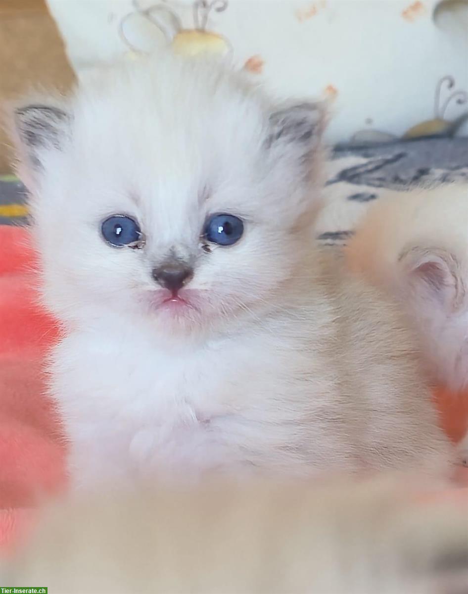 Bild 4: Zauberhafte Ragdoll Kitten suchen bald liebevolles Zuhause