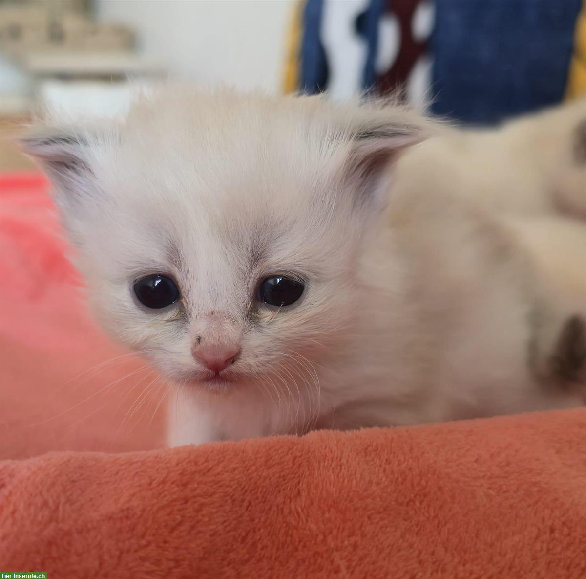 Bild 5: Zauberhafte Ragdoll Kitten suchen bald liebevolles Zuhause